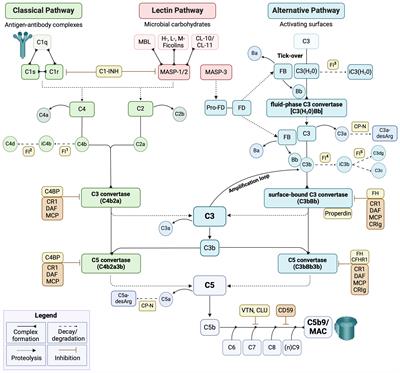 Systematic review of the complement components as potential biomarkers of pre-eclampsia: pitfalls and opportunities